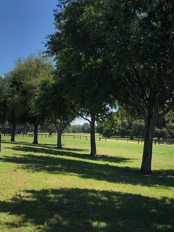 Rows of oak trees at Little Everglades Ranch in Dade City, FL