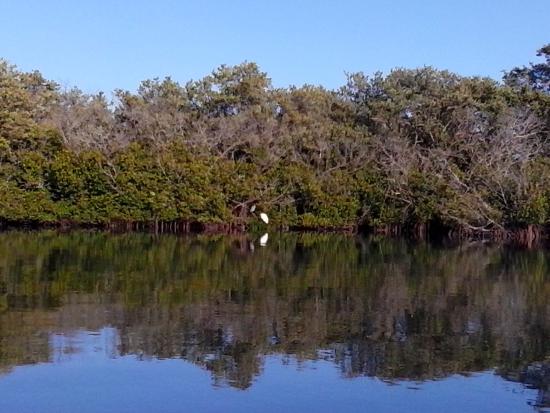 Clam Bayou Nature Preserve in St. Petersburg, FL.