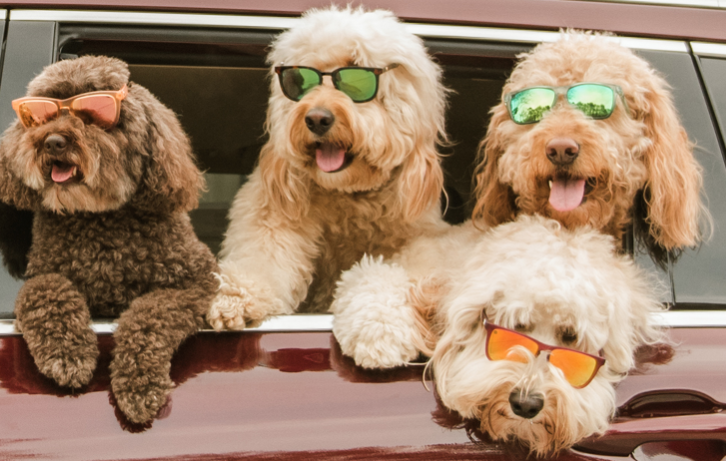 Four dogs wearing sunglasses and hanging out of a car window.