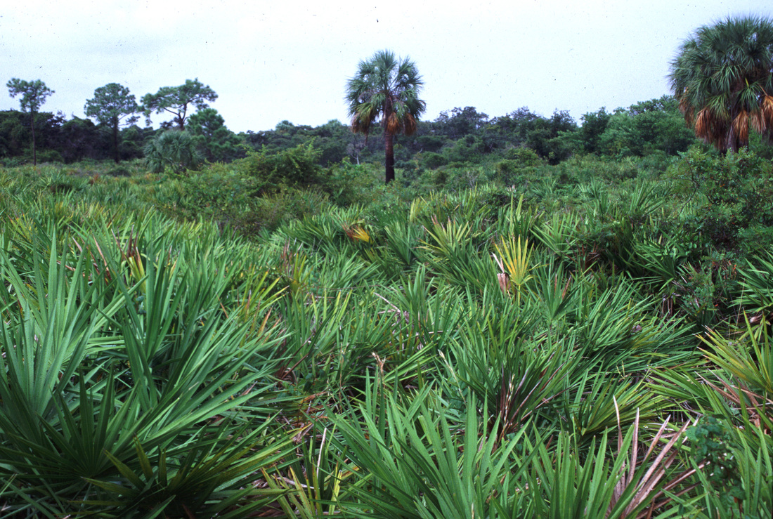 Florida Scrub Habitat at Weedon Island Preserve