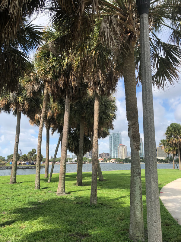 View of St. Pete behind palm trees in Vinoy Park.
