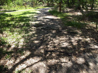 Boyd Hill Nature Preserve Trail.