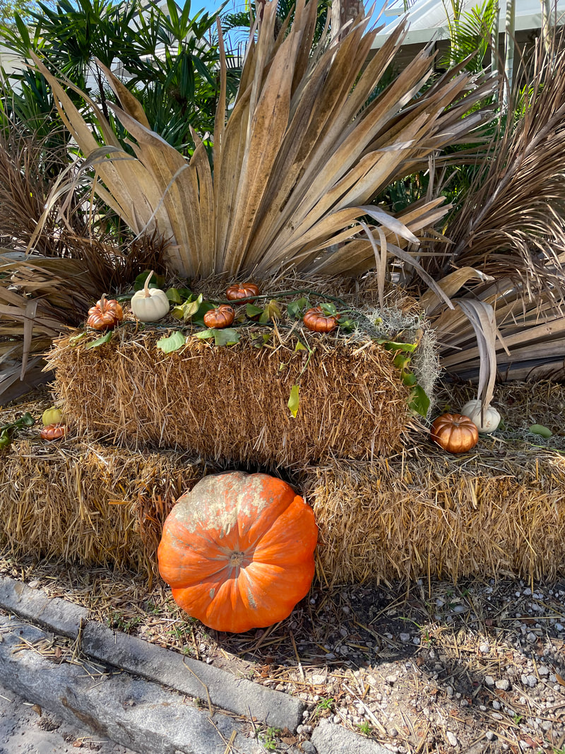 Hay bales, pumpkins and palm fronds displayed for Fall