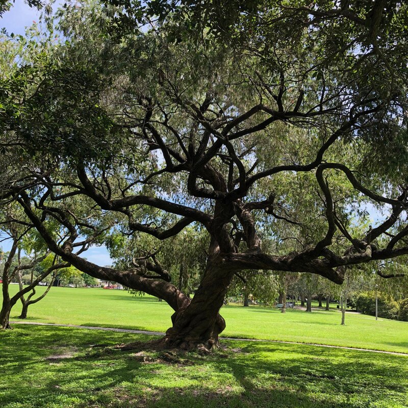 Beautiful old tree in a park.
