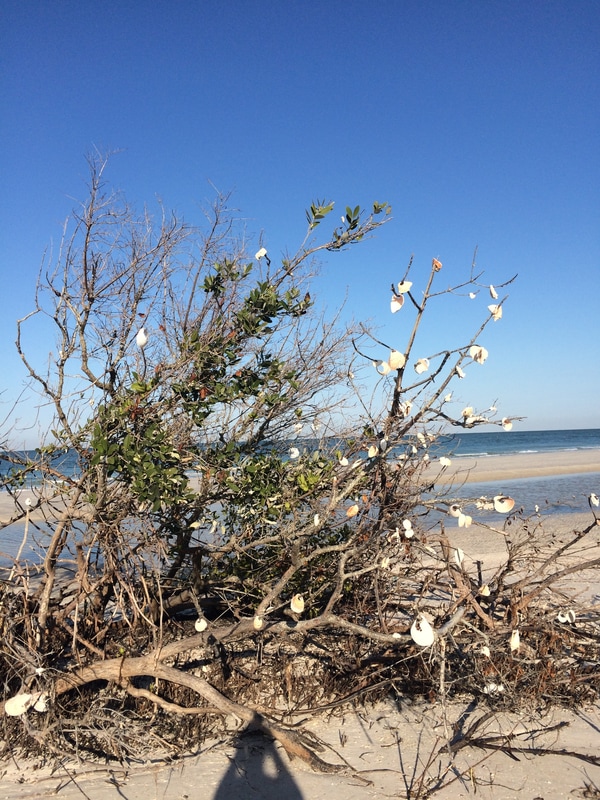 Shell tree on Caladesi Island #seenonarun
