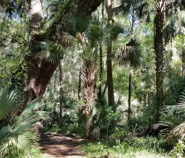 One of the trails inside Starkey Park in New Port Richey, FL.